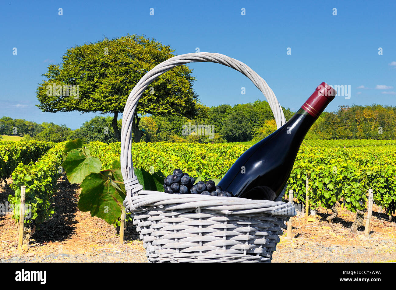Vigneto in il famoso vino regione del Beaujolais, Francia, durante una piacevole mattinata estiva Foto Stock