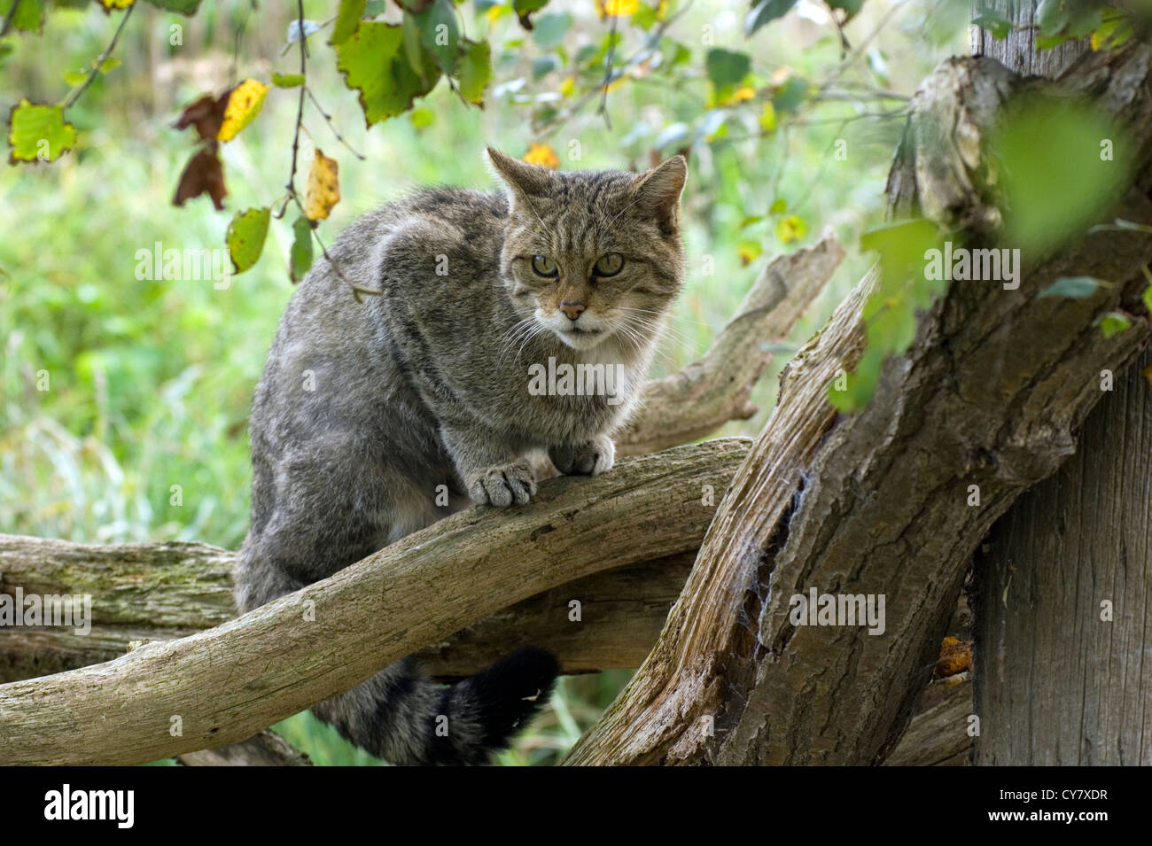 Scottish wildcat (Felis sylvestris) Foto Stock