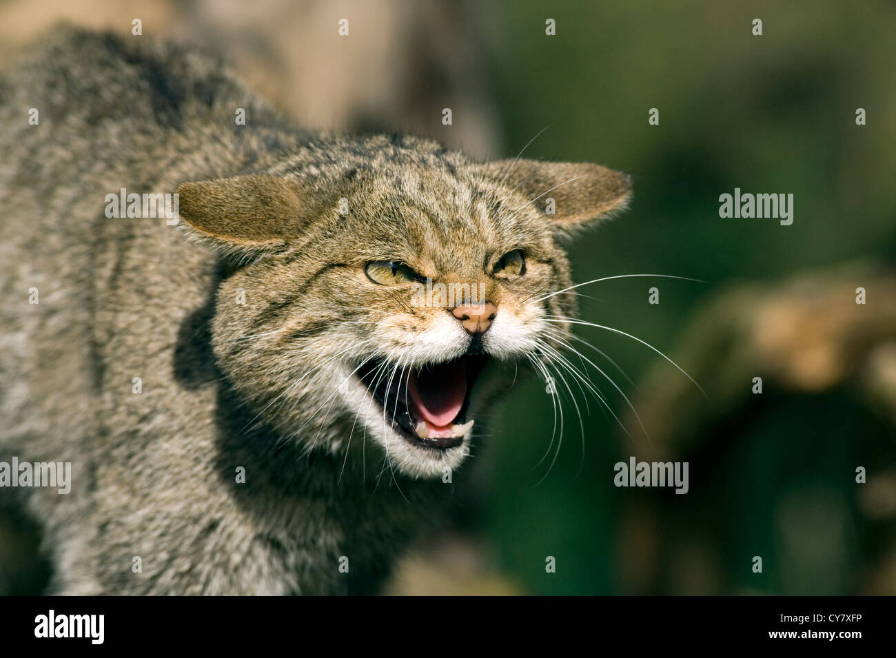 Scottish wildcat (Felis sylvestris) Foto Stock