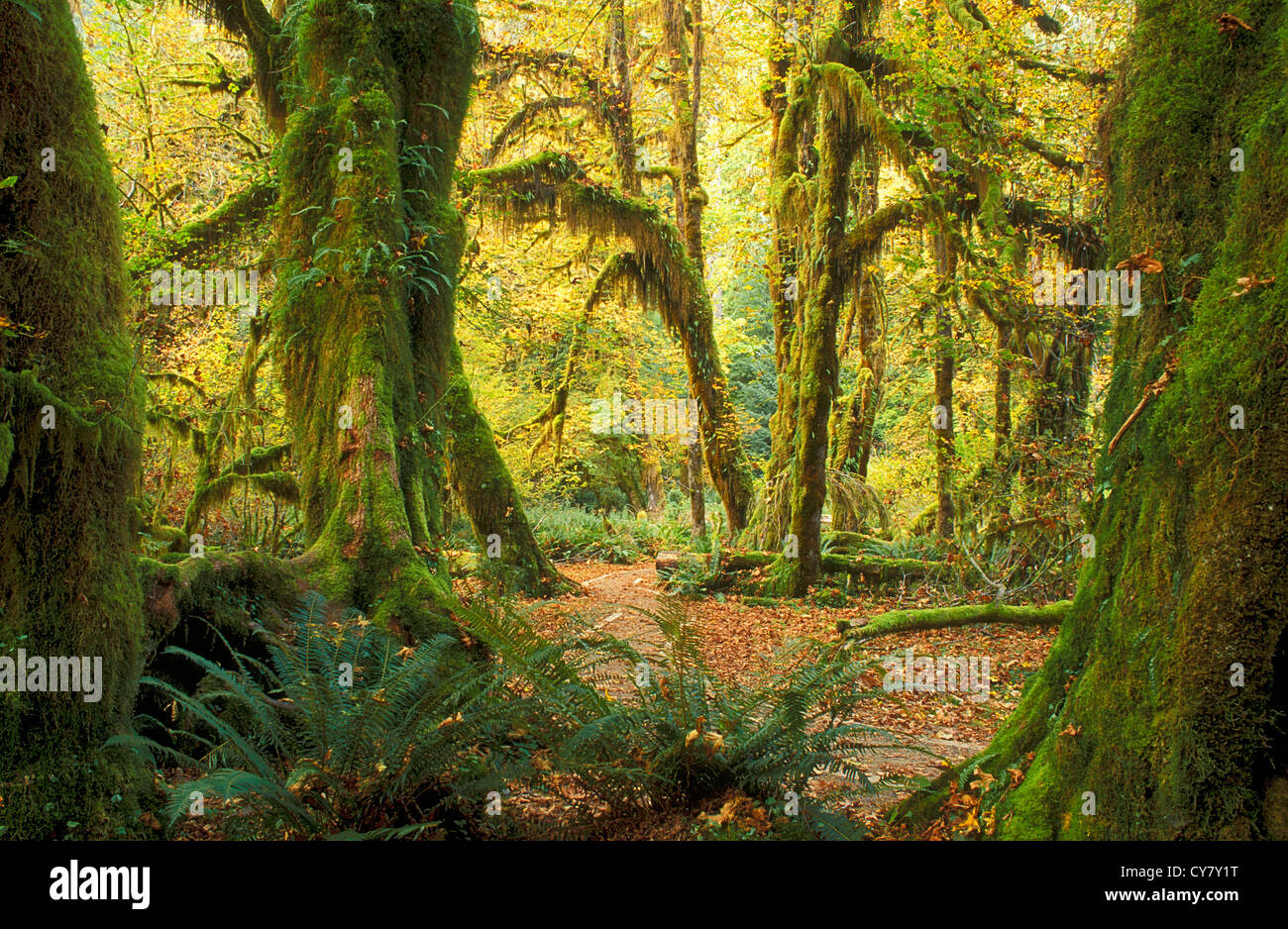 Hall di muschi Trail nel Hoh Rainforest, il Parco Nazionale di Olympic, Washington. Foto Stock