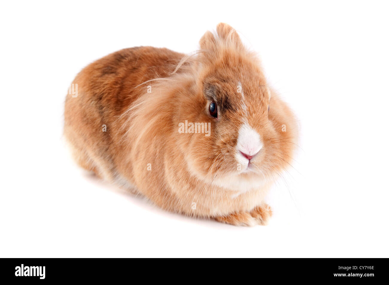 Brown bunny lionhead isolato su bianco Foto Stock