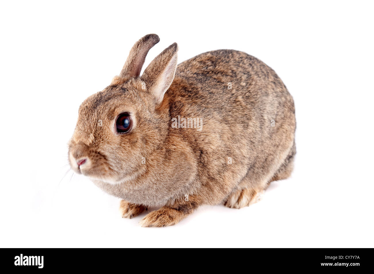 Brown bunny isolato su bianco Foto Stock