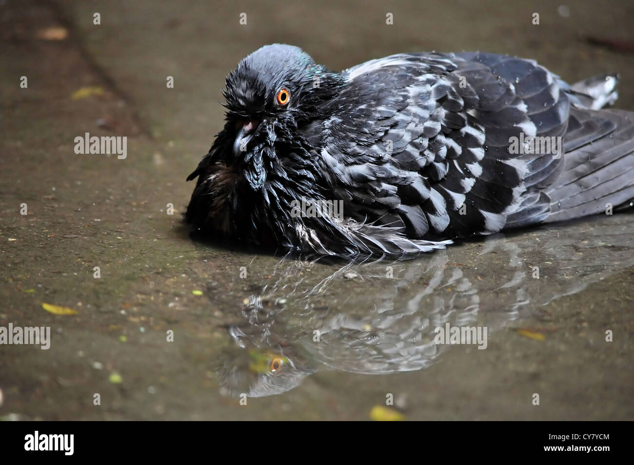 Un piccione nero con la sua riflessione dopo la pioggia Foto Stock