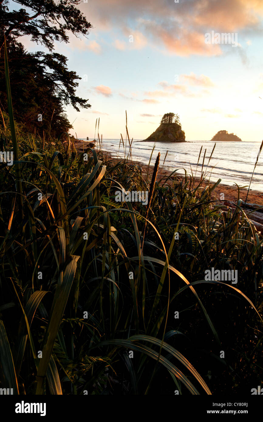 Cape Alava spiaggia e mare stack al tramonto, il Parco Nazionale di Olympic, Penisola Olimpica, Clallam County, Washington, Stati Uniti d'America Foto Stock