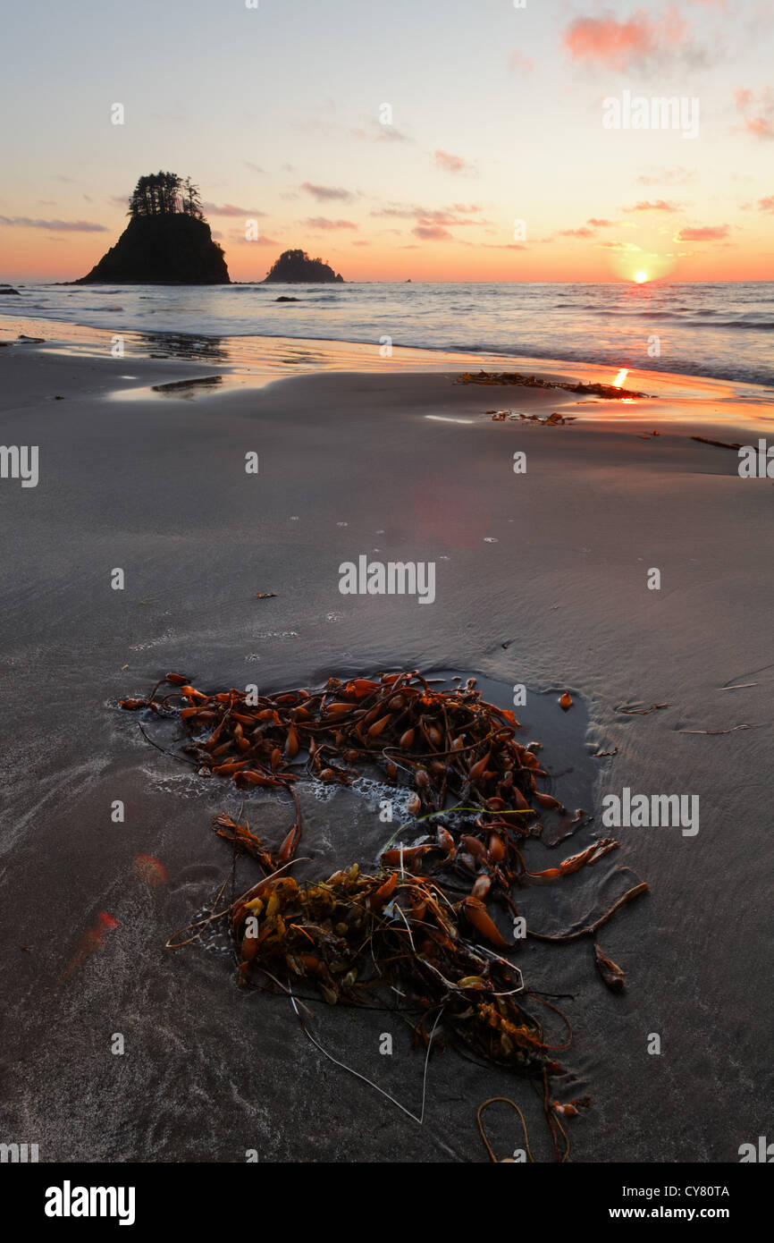Kelp e alghe sulla spiaggia al tramonto, Cape Alava, il Parco Nazionale di Olympic, Penisola Olimpica, Clallam County, Washington, Stati Uniti d'America Foto Stock