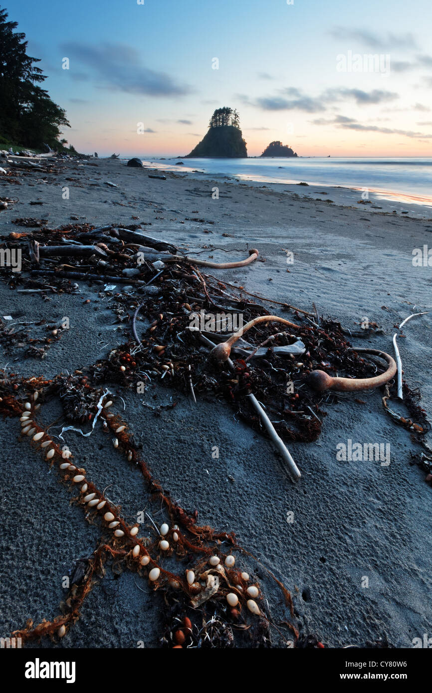 Kelp e alghe sulla spiaggia al tramonto, Cape Alava, il Parco Nazionale di Olympic, Penisola Olimpica, Clallam County, Washington, Stati Uniti d'America Foto Stock