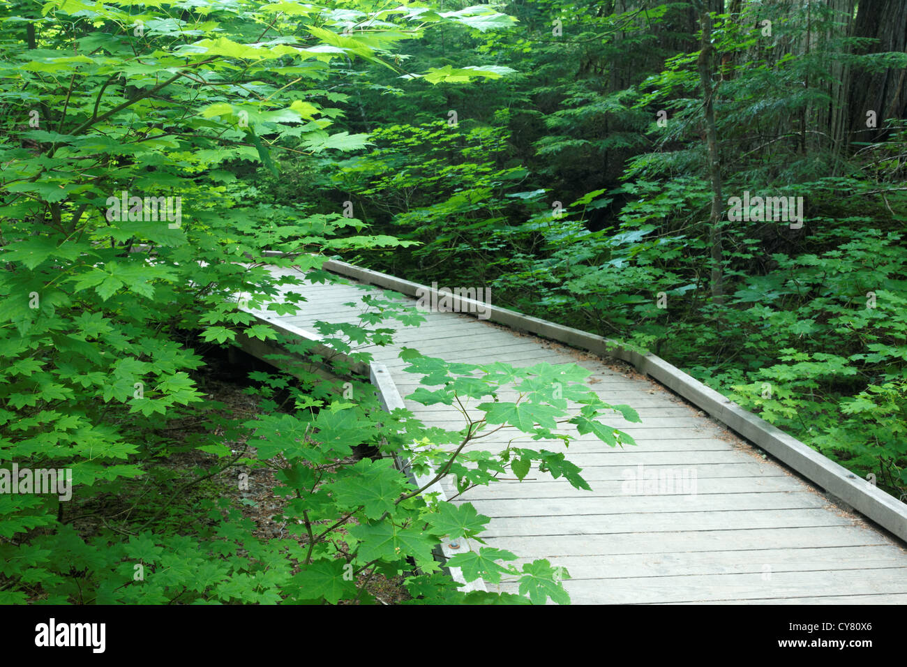 Il Boardwalk sentiero attraverso la vecchia foresta, Grove dei patriarchi Trail, il Parco Nazionale del Monte Rainier, Washington, Stati Uniti d'America Foto Stock