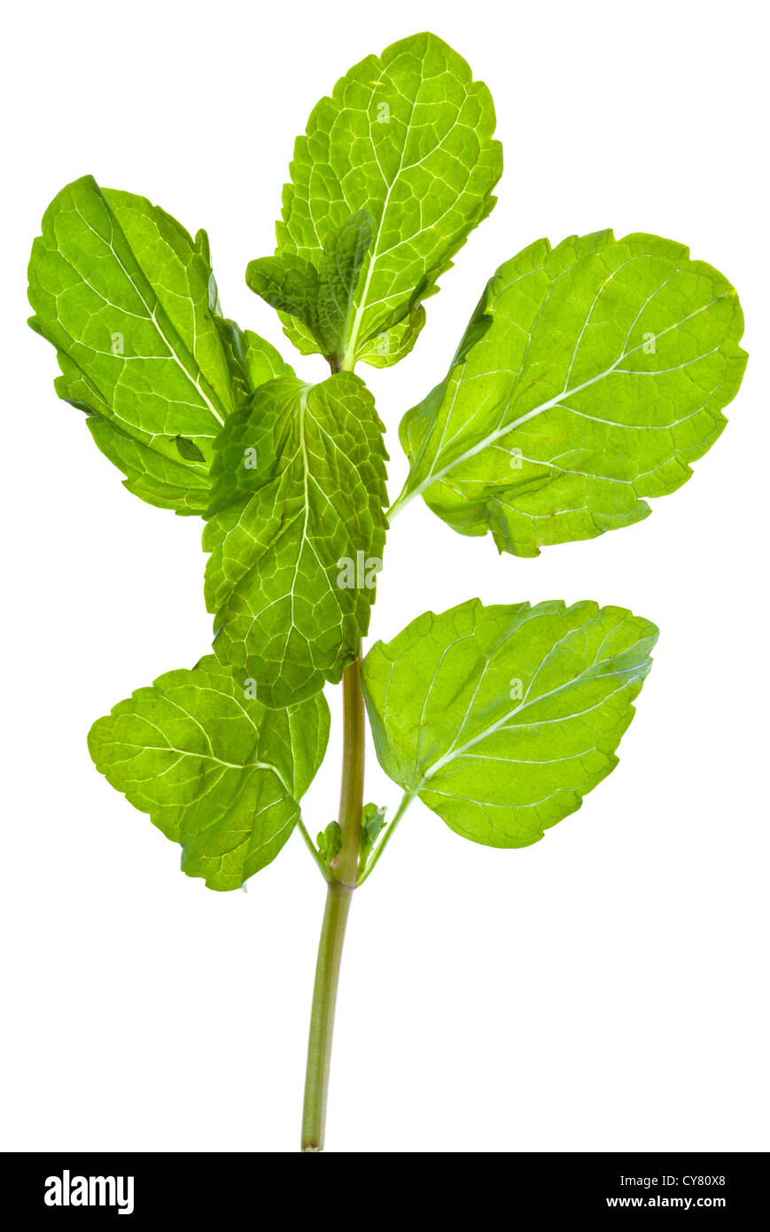Il verde delle foglie di menta fresca isolati su sfondo bianco Foto Stock