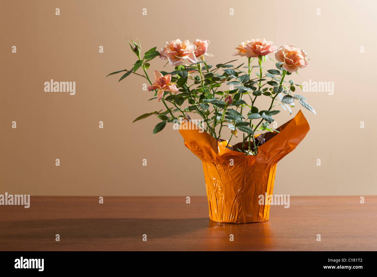 Impianto di rose sul tavolo di legno Foto Stock
