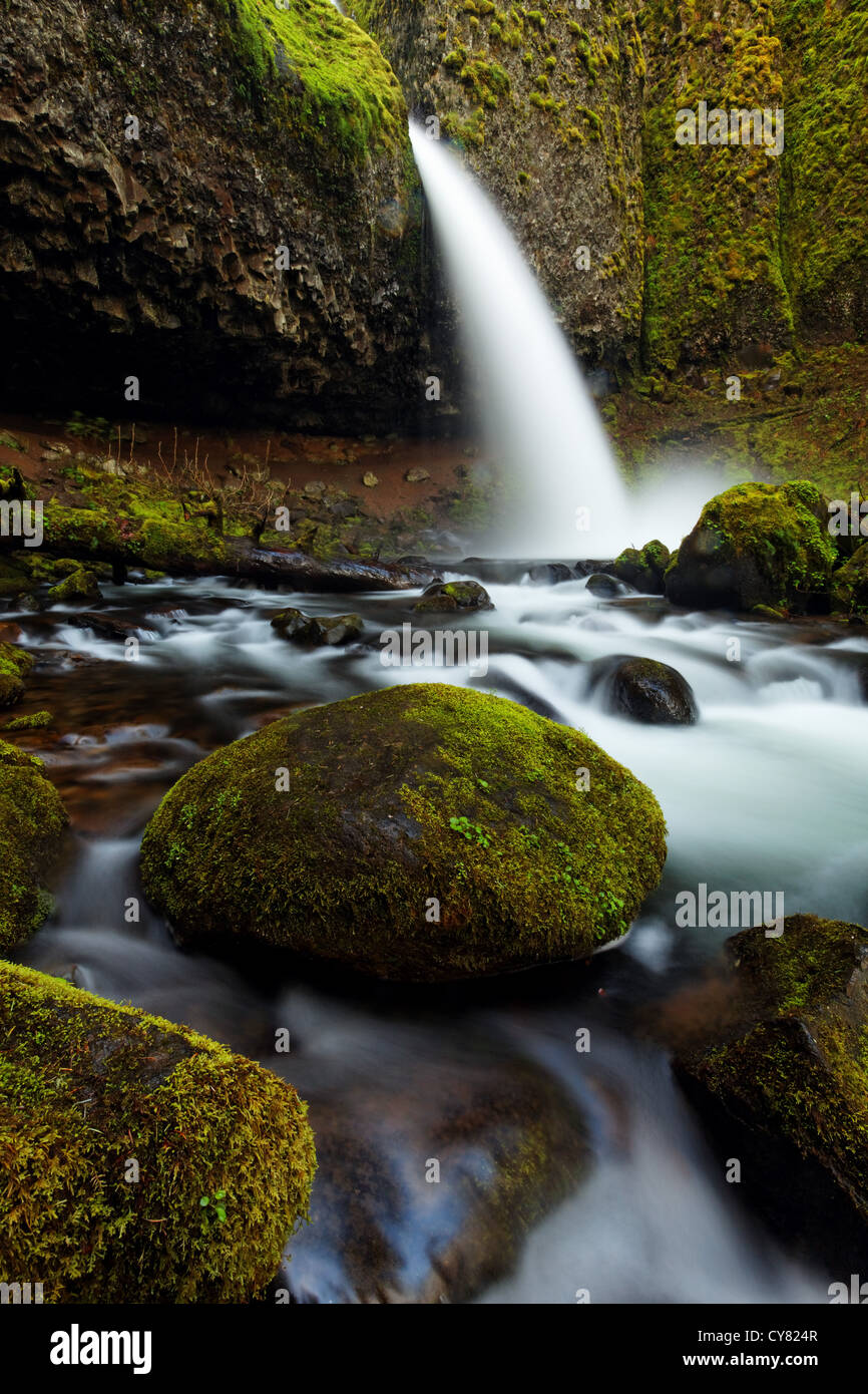 Equiseto Creek crolla sulla coda di cavallo cade e coperte di muschio di massi, Columbia River Gorge National Scenic Area, Oregon, Stati Uniti d'America Foto Stock