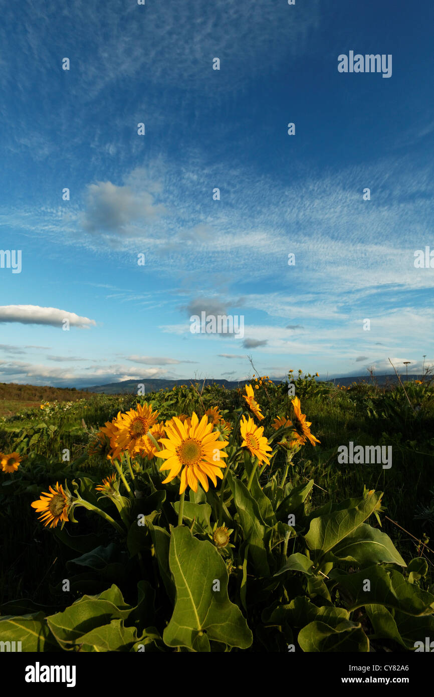 Balsamroot fiori selvatici in prato sotto il cielo blu, Rowena altopiano, Tom McCall preservare millefiori, Rowena, Oregon, Stati Uniti d'America Foto Stock