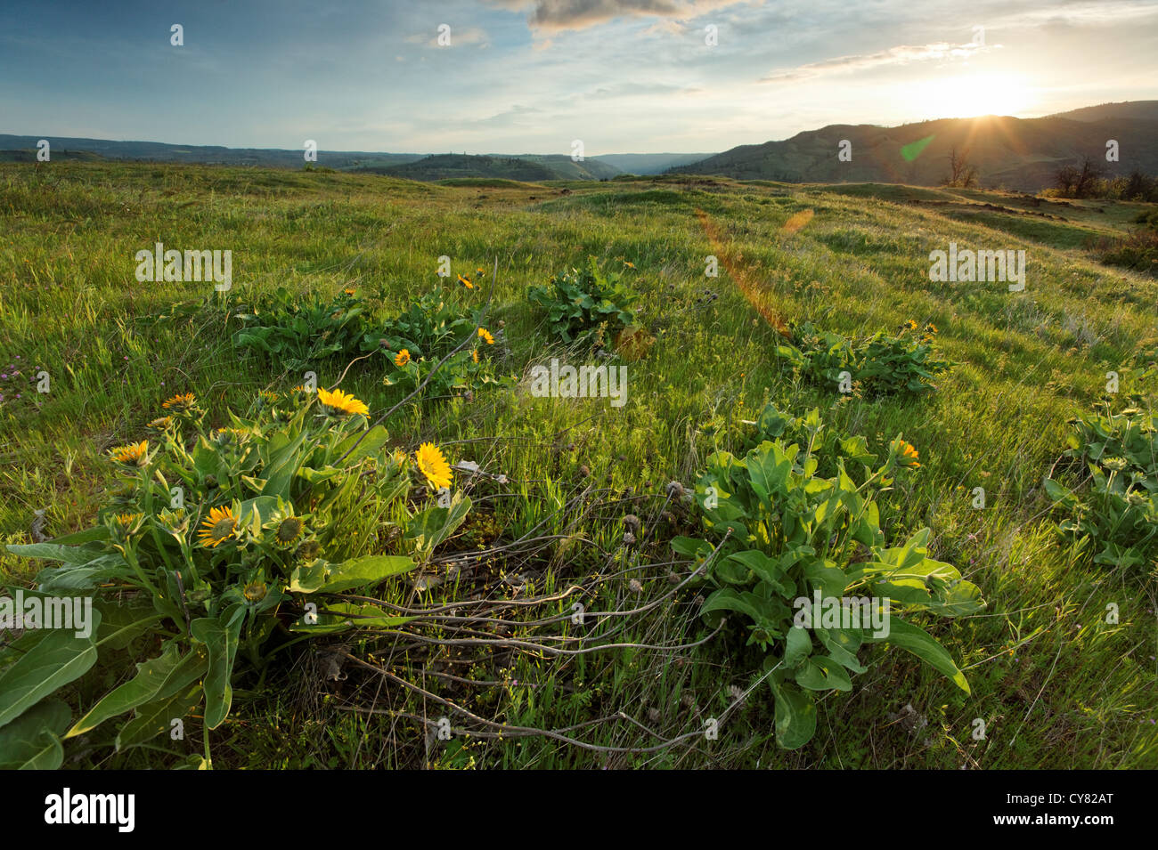 Sole sorge su fiori selvaggi sul Plateau Rowena, Tom McCall preservare millefiori, Rowena, Oregon, Stati Uniti d'America Foto Stock