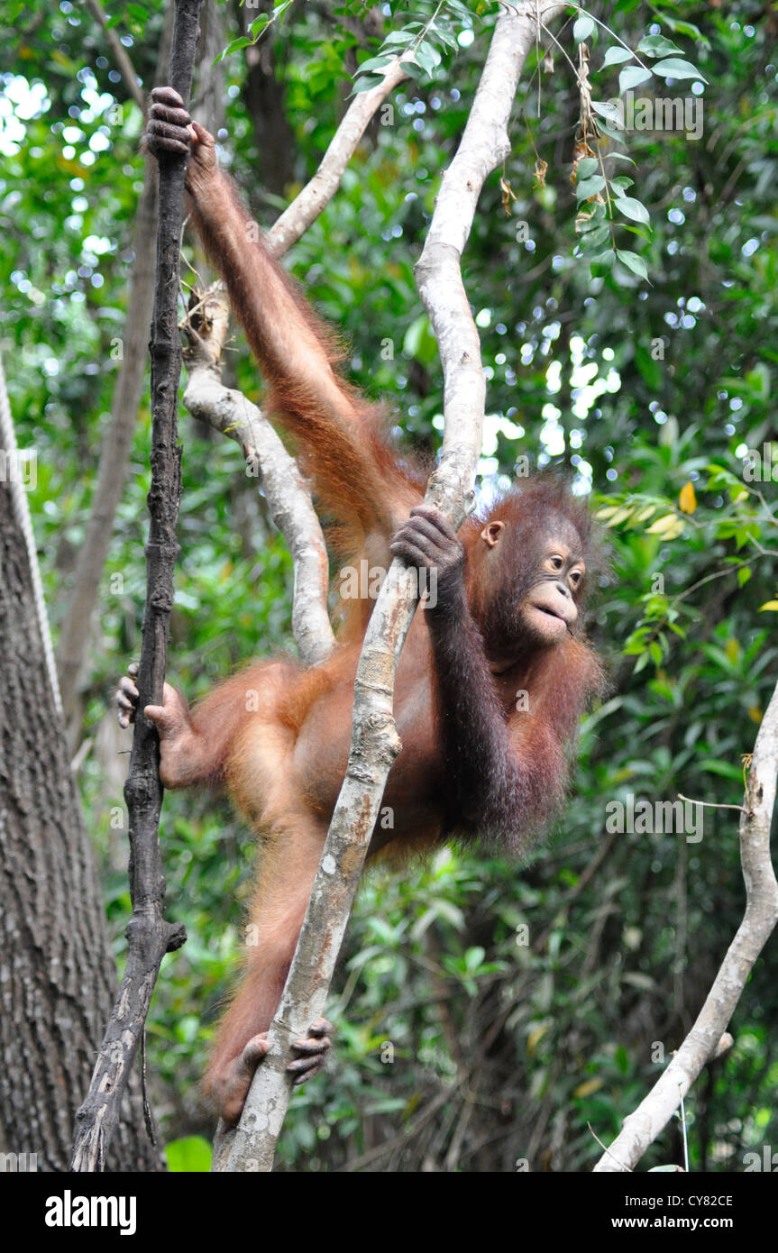 Giovani Orangutan Orang Utan Pongo pygmaeus a Sepilok Centro di Riabilitazione Borneo Malaysia Foto Stock