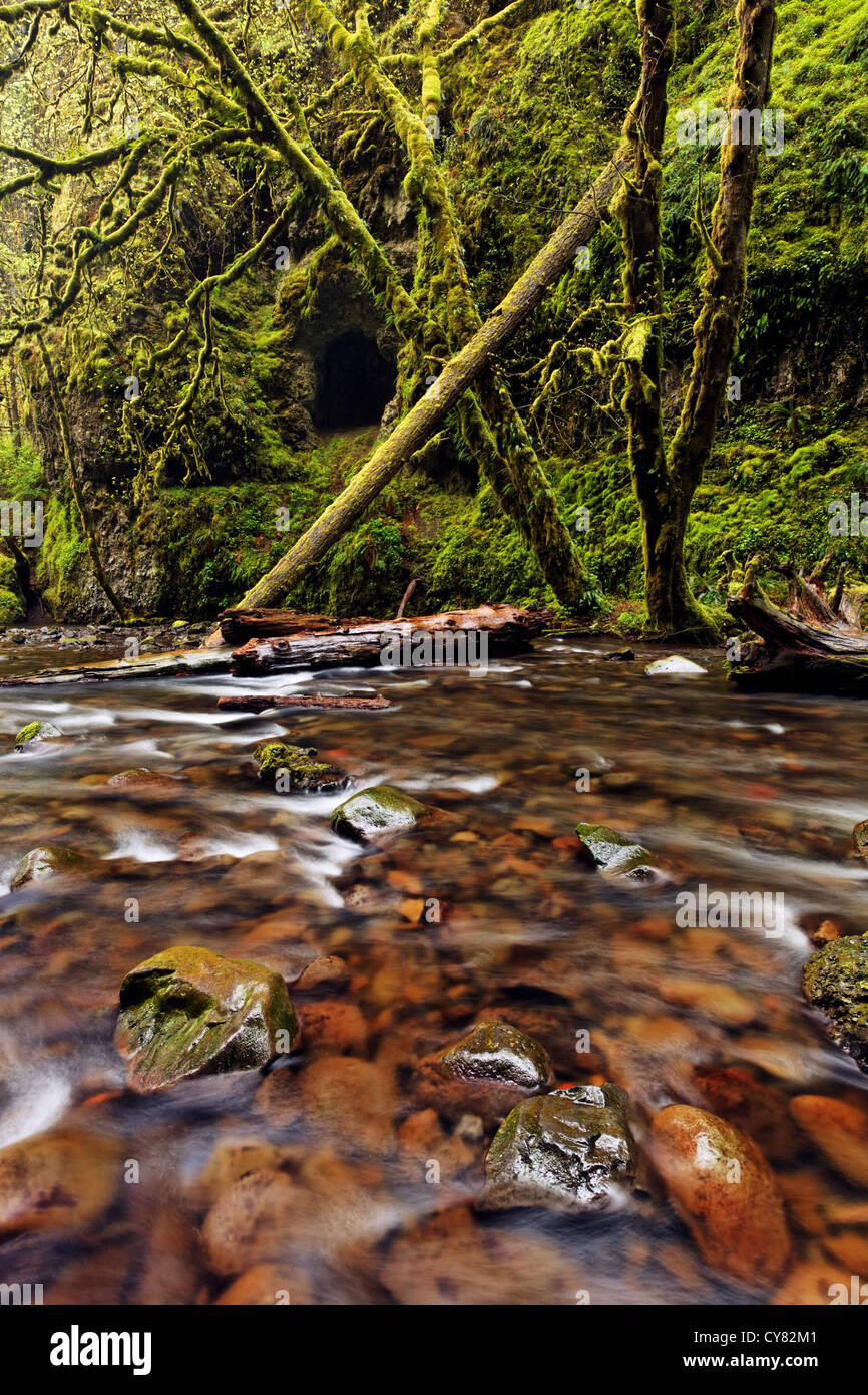 Oneonta Creek, Columbia River Gorge National Scenic Area, Oregon, Stati Uniti d'America Foto Stock