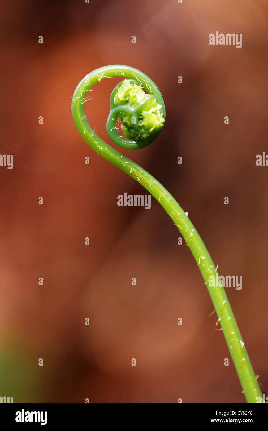 Fern frond dispiegarsi, trovato lungo Wahkeena Creek Trail, Columbia River Gorge National Scenic Area, Oregon, Stati Uniti d'America Foto Stock