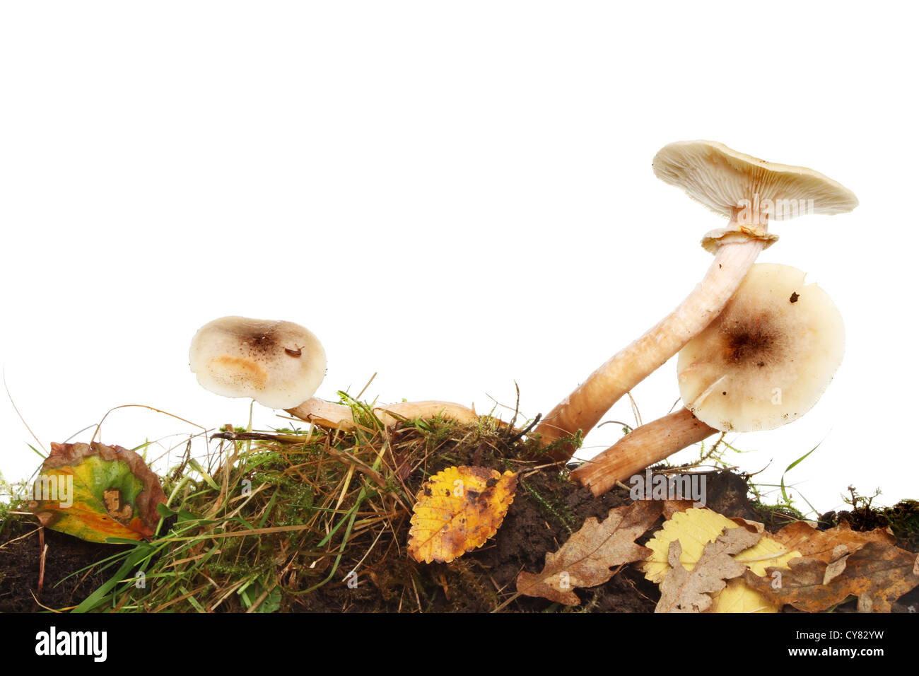 Tre toadstool funghi crescente tra l'erba, muschio e foglie autunnali rifiuti contro uno sfondo bianco Foto Stock