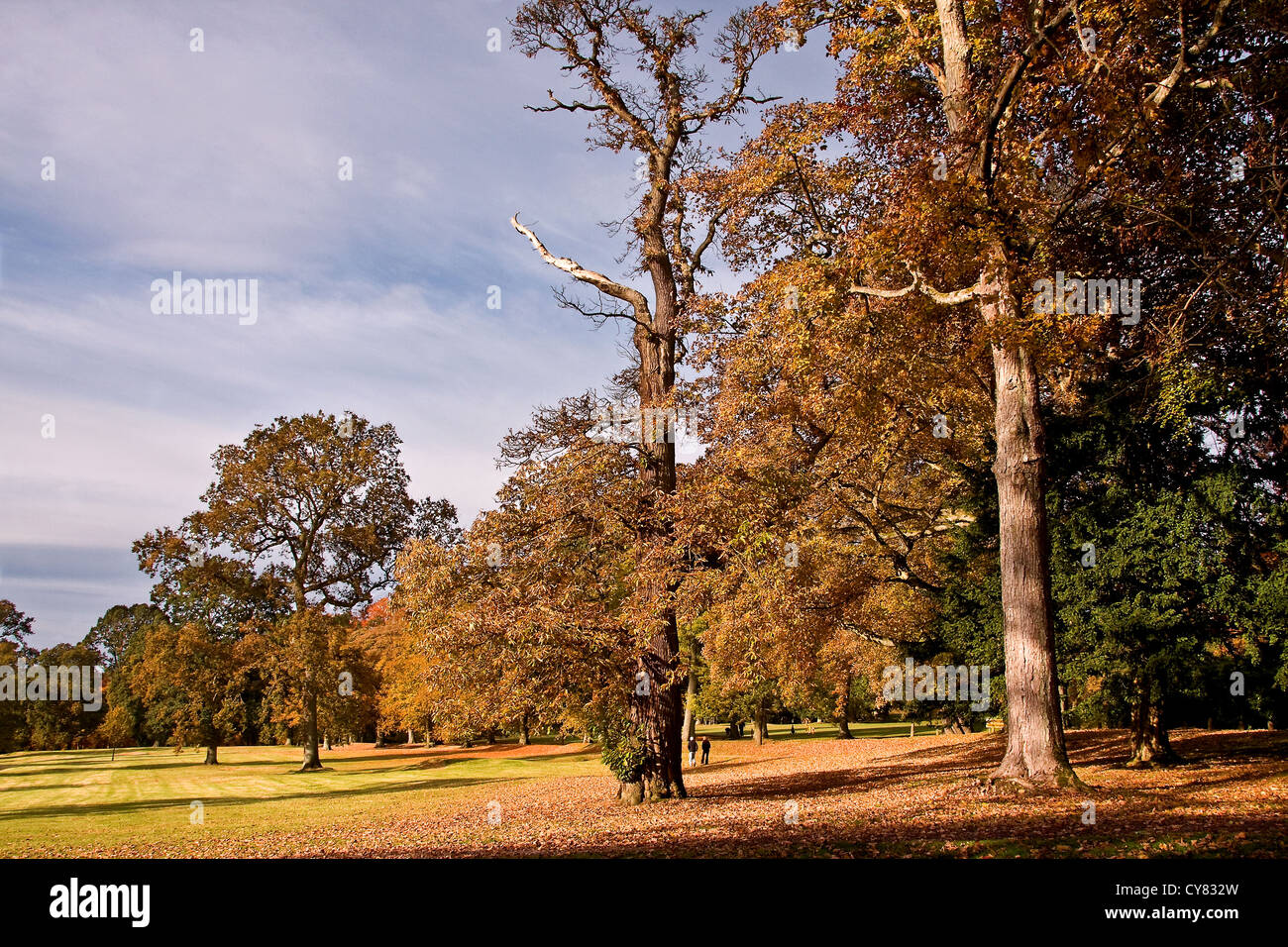 Per coloro che godono di una passeggiata e giocare a golf in autunno sunshine al Camperdown Country Park a Dundee, Regno Unito Foto Stock