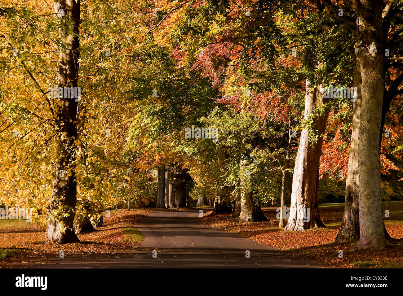 Viale di alberi con colori autunnali a Camperdown Country Park a Dundee, Regno Unito Foto Stock