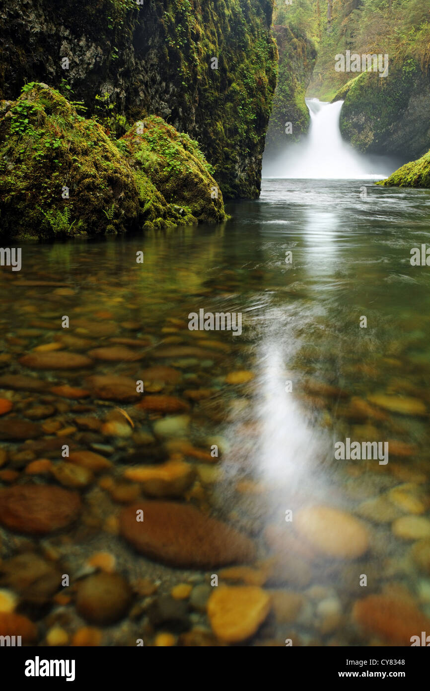 Conca cade, Eagle Creek Recreation Area, Columbia River Gorge National Scenic Area, Oregon, Stati Uniti d'America Foto Stock