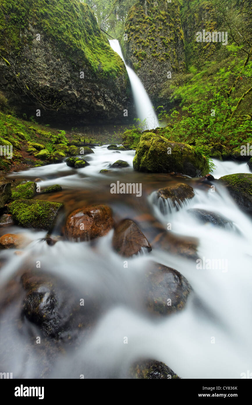 Equiseto Creek crolla sulla coda di cavallo cade e coperte di muschio di massi, Columbia River Gorge National Scenic Area, Oregon, Stati Uniti d'America Foto Stock