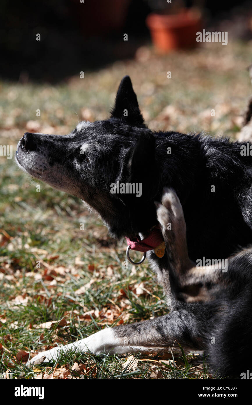 Australian Shepherd blue heeler graffiare dietro il suo orecchio. Foto Stock