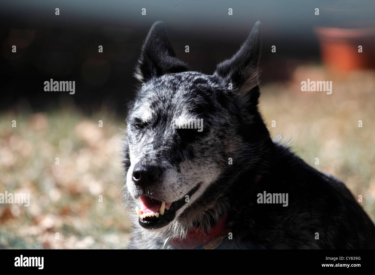 Australian Shepherd blue heeler cane. Foto Stock