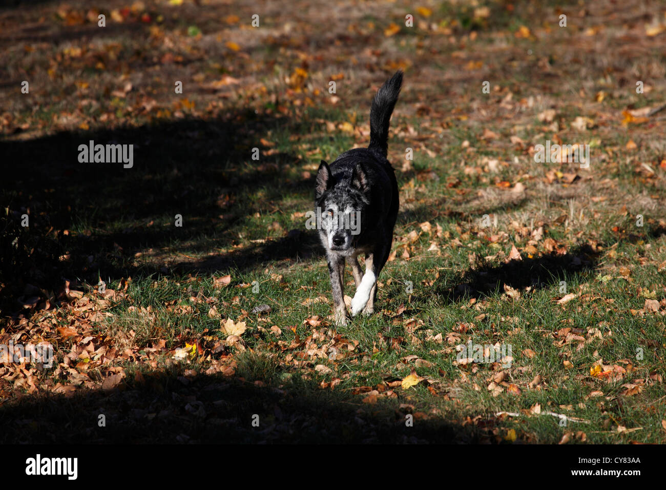 Australian Shepherd blue heeler mixed-razza cane. Foto Stock