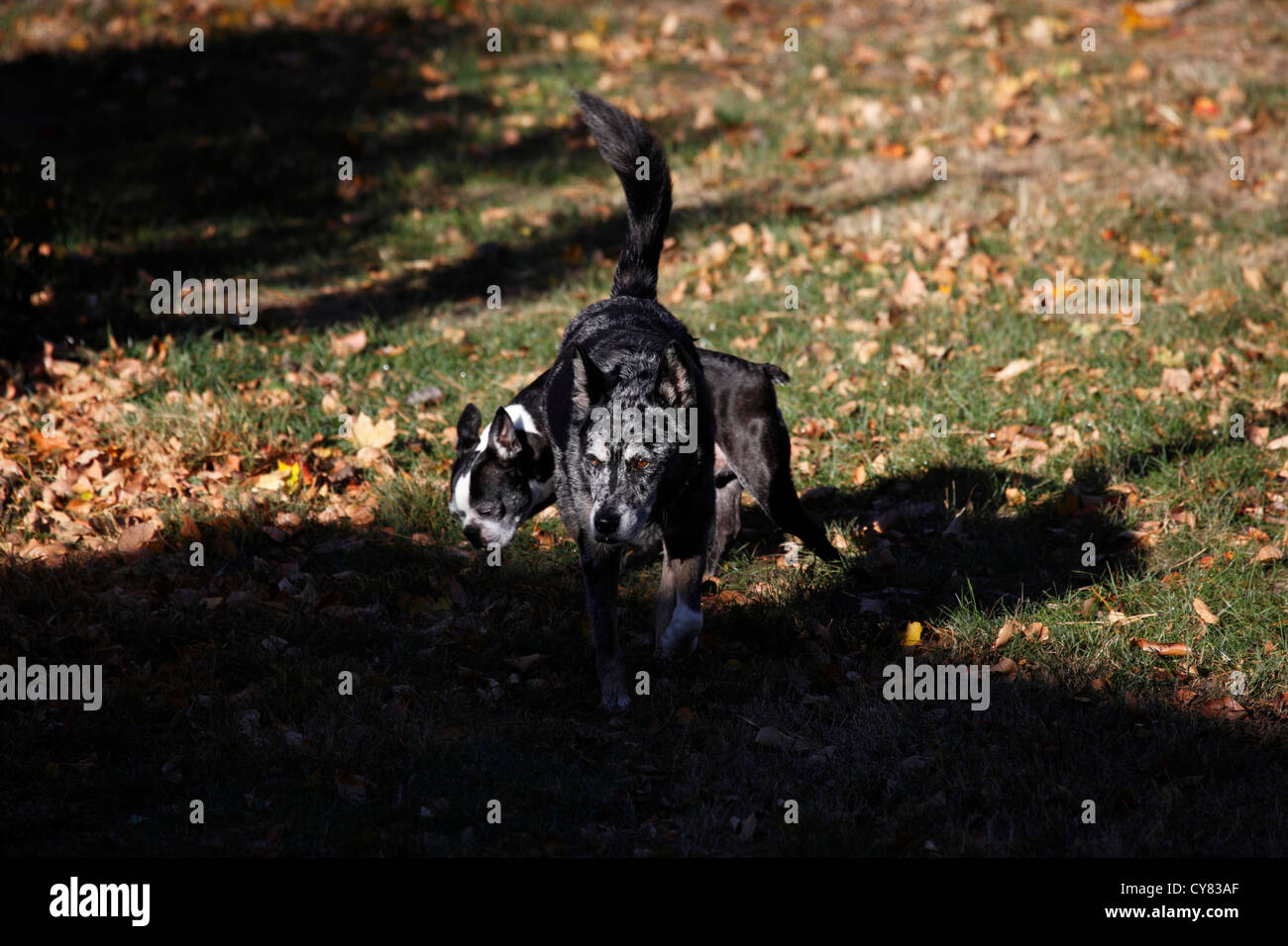 Australian Shepherd blue heeler e Boston Terrier cani. Foto Stock