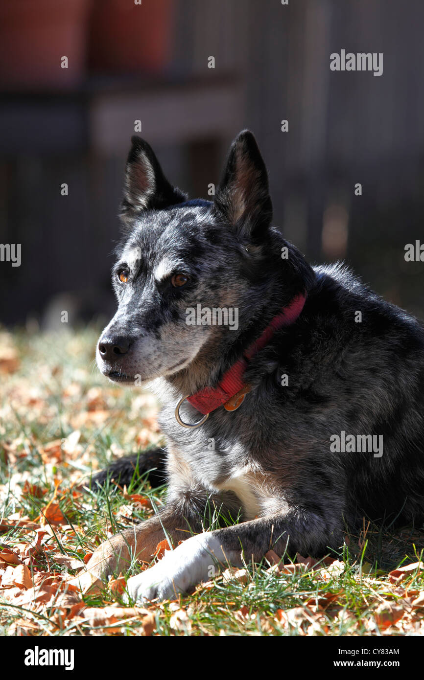 Australian Shepherd blue heeler dog giacente in erba e foglie di autunno. Foto Stock