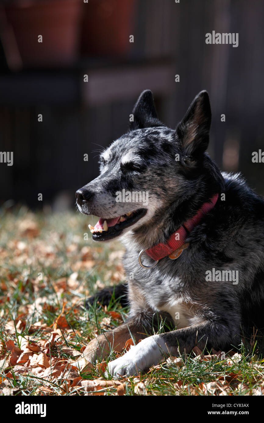 Australian Shepherd blue heeler dog posa in erba e foglie di autunno. Foto Stock