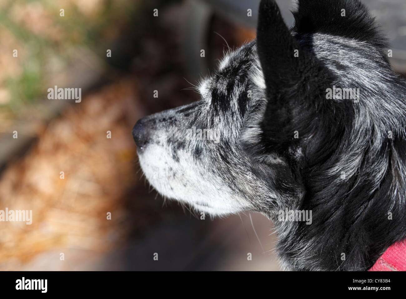 Pastore australiano / blue heeler cane. Foto Stock