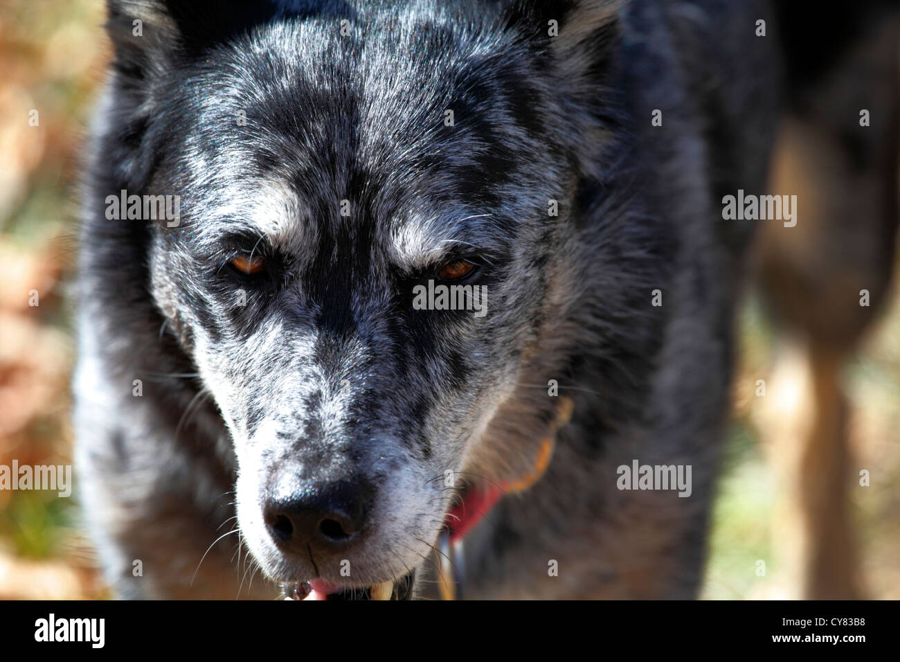 Pastore australiano / blue heeler cane. Foto Stock