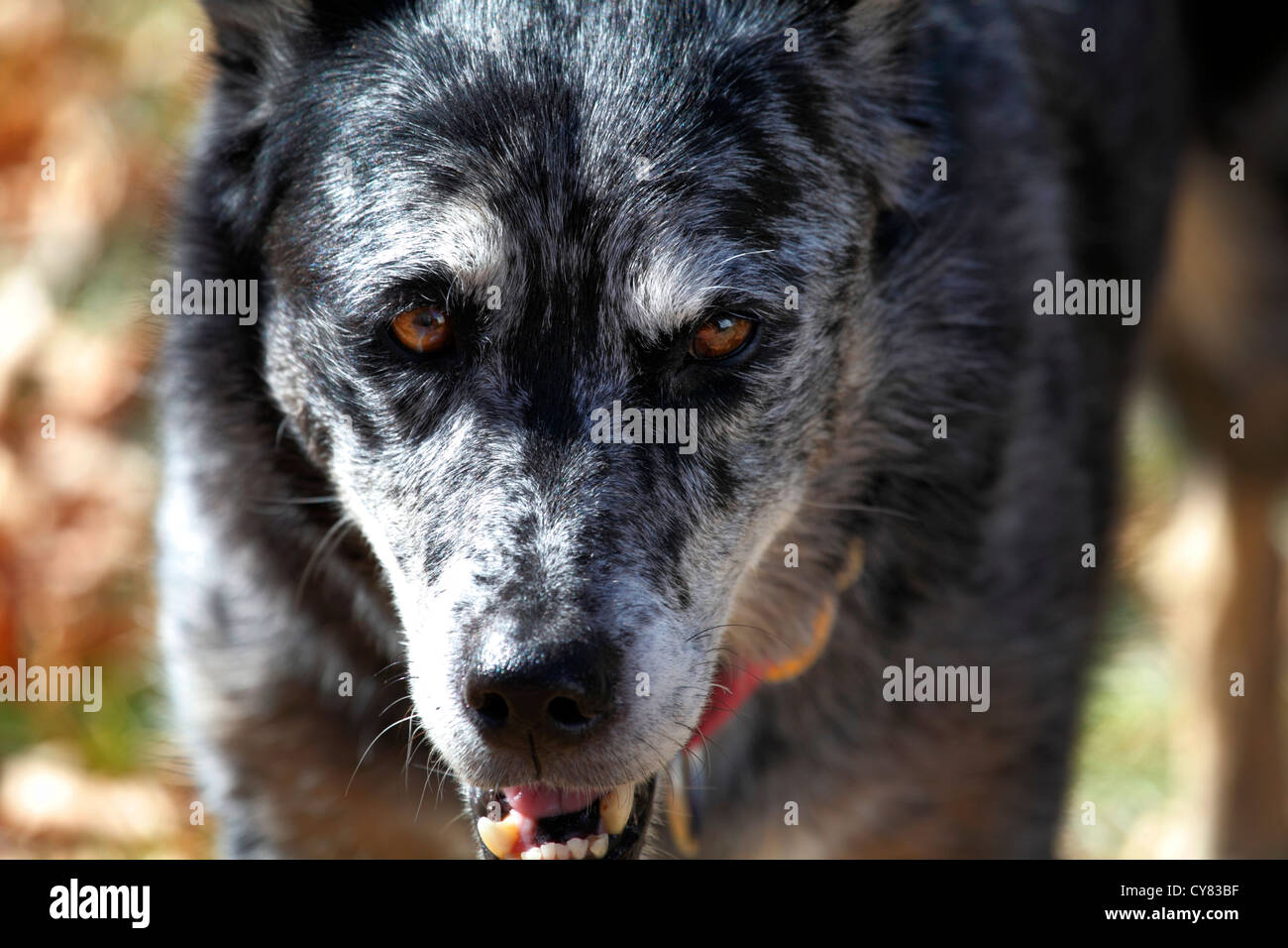 Pastore australiano / blue heeler mixed-razza cane. Foto Stock