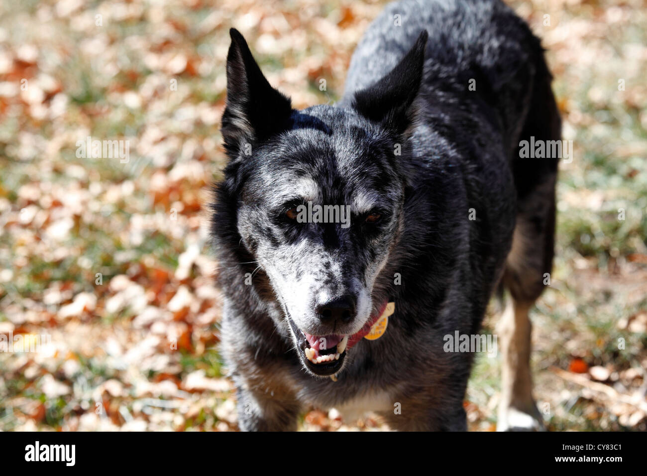 Pastore australiano / blue heeler cane. Foto Stock