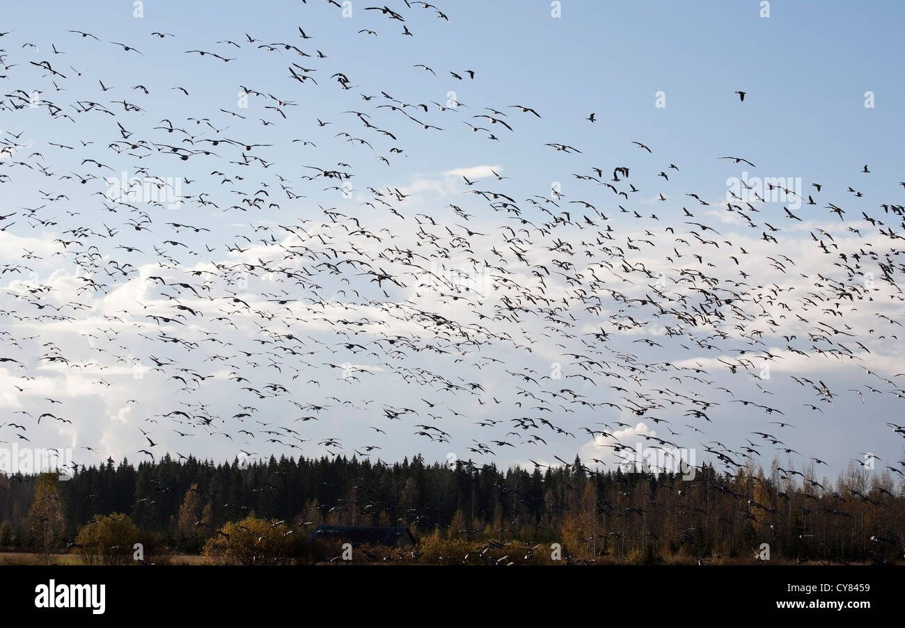 Branta leucopsis, Oche facciabianca gregge di migrazione, Finlandia Foto Stock