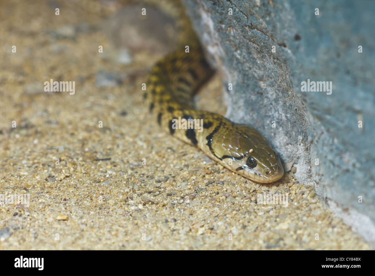 Immagine del profilo di snake sulla sabbia Foto Stock