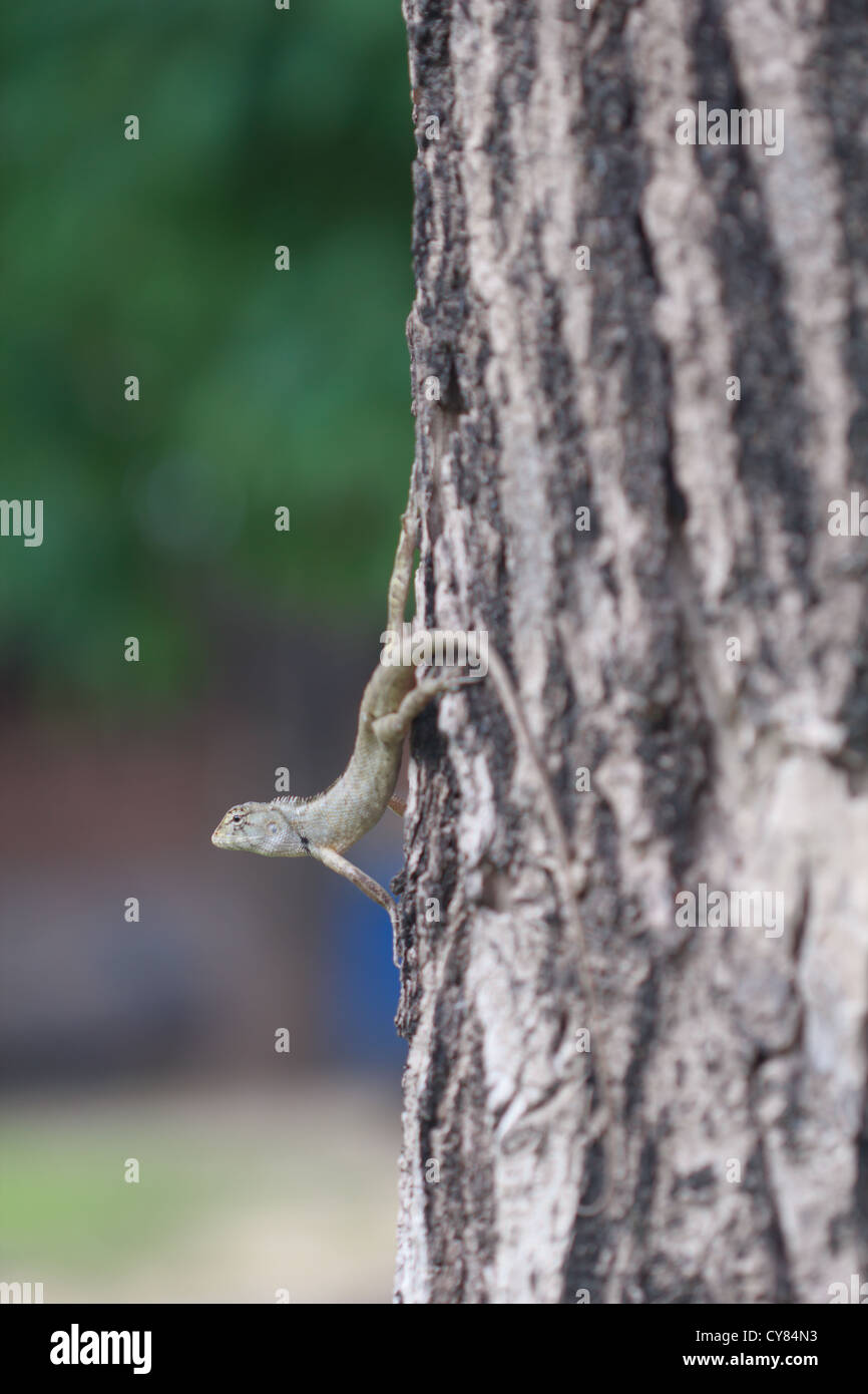Camaleonti in alberi in cerca di preda Foto Stock