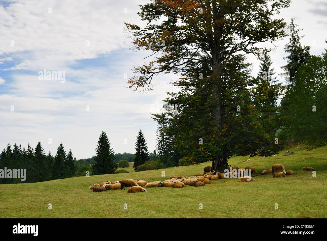 Gruppo di pecore giacente su un campo verde Foto Stock