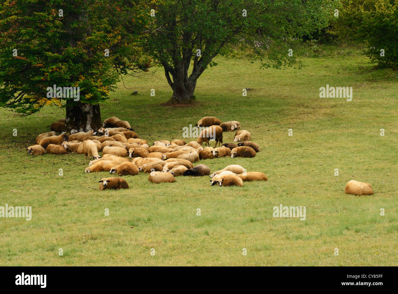 Gruppo di pecore giacente su un campo verde Foto Stock