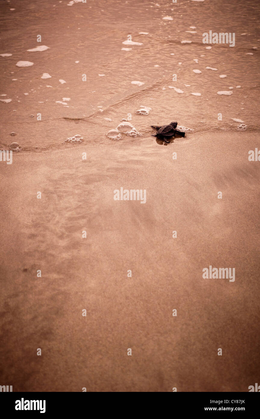 Olive Ridley SEA TURTLE (Lepidochelys olivacea) hatchling Foto Stock