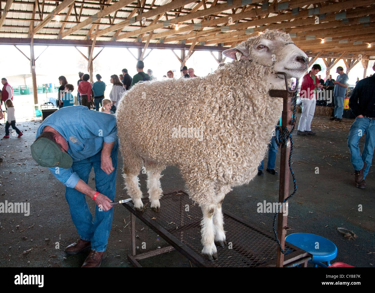 Agricoltore toelettatura una pecora prima di un concorso di bestiame Foto Stock