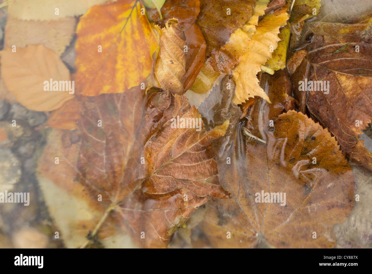 Foglie di autunno a Barton Springs Foto Stock