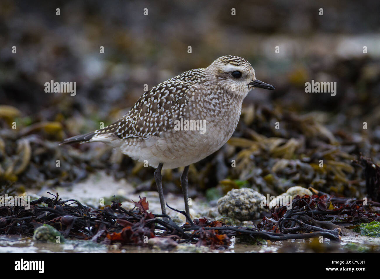 I capretti American Golden Plover (Pluvialis dominica), St Mary, Isole Scilly Foto Stock