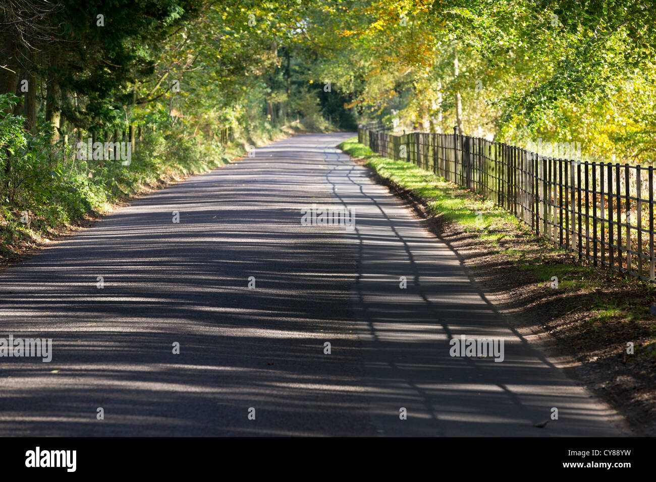 La luce del sole che splende attraverso gli alberi su una strada vuota dando pezzata e striato le ombre degli alberi formano una sorta di tunnel Foto Stock