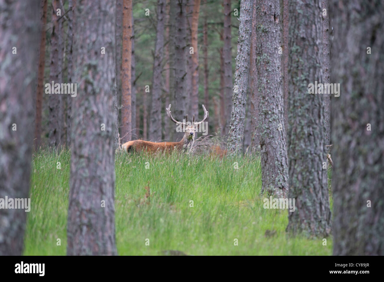 Un cervo rosso cervo nella foresta glenshirra nelle highlands scozzesi incorniciato da caledonian pini Foto Stock