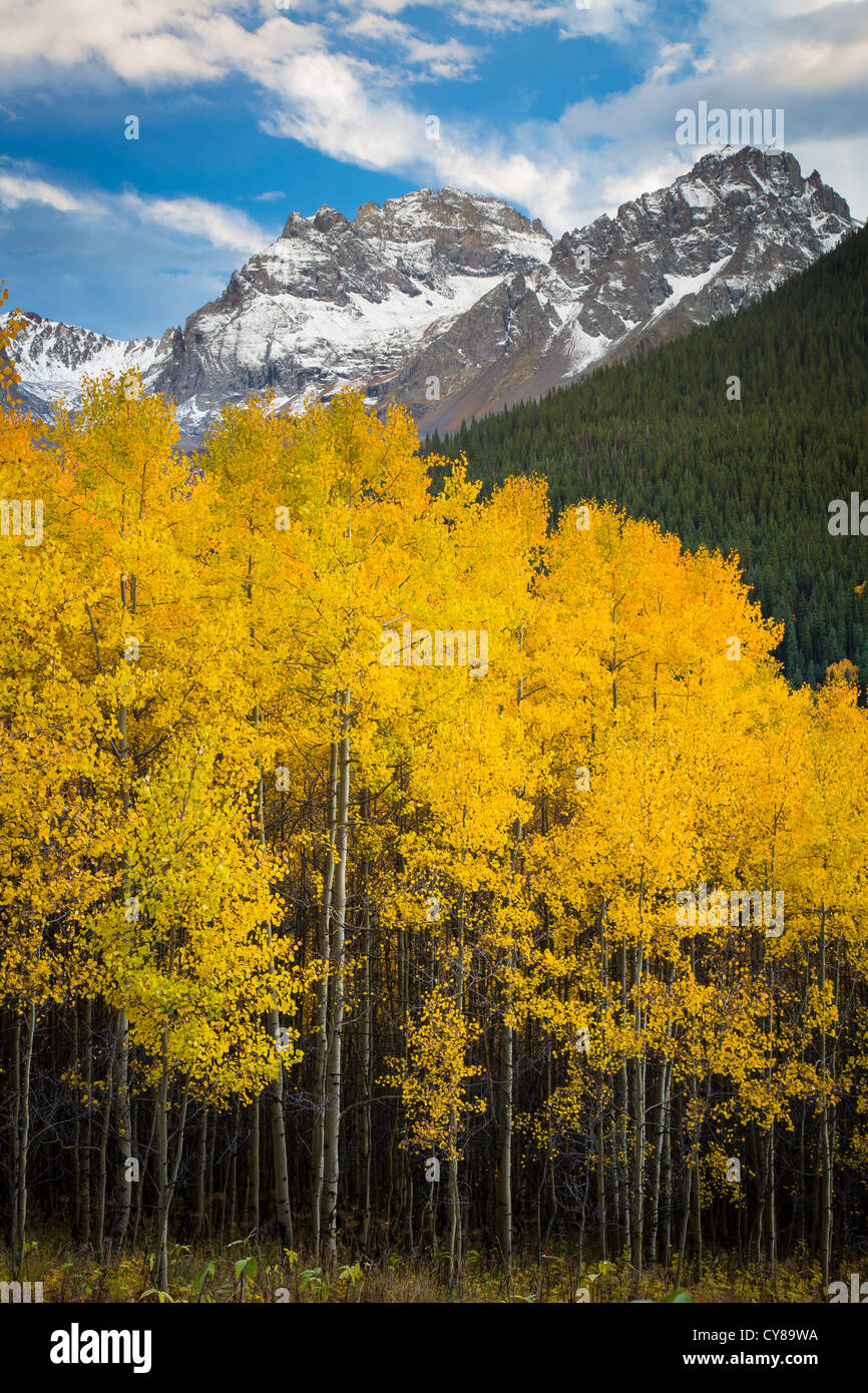 Aspens grove nelle montagne di San Juan di Colorado Foto Stock