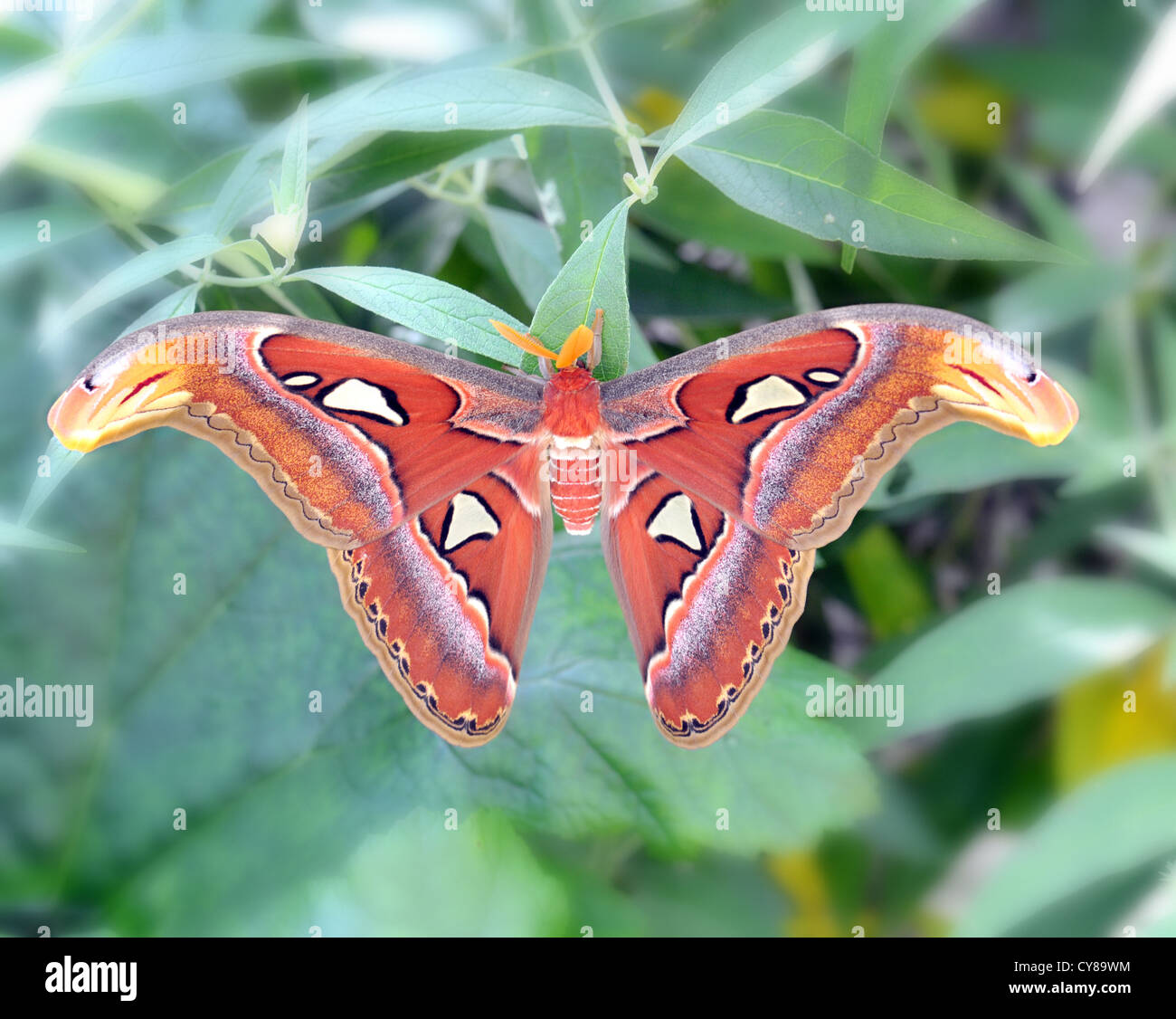 La falena Atlas (Attacus atlas) è un grande saturniid moth trovati nelle foreste tropicali e subtropicali del sud-est asiatico aclose Foto Stock