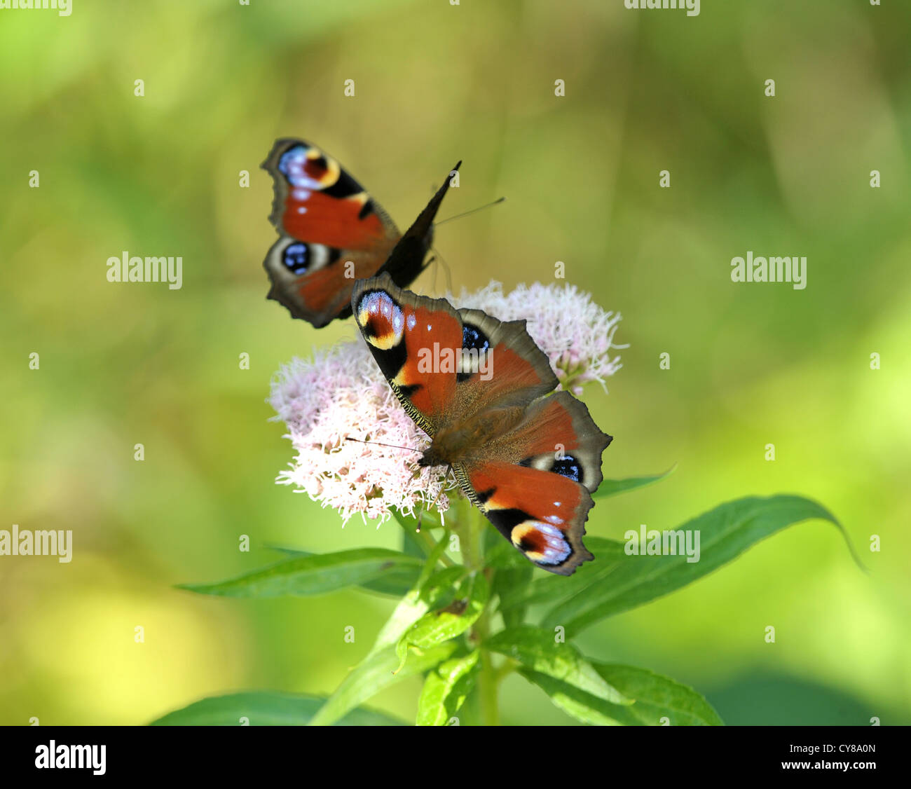 Due farfalle di Pavone alimentazione di Inachis io Foto Stock