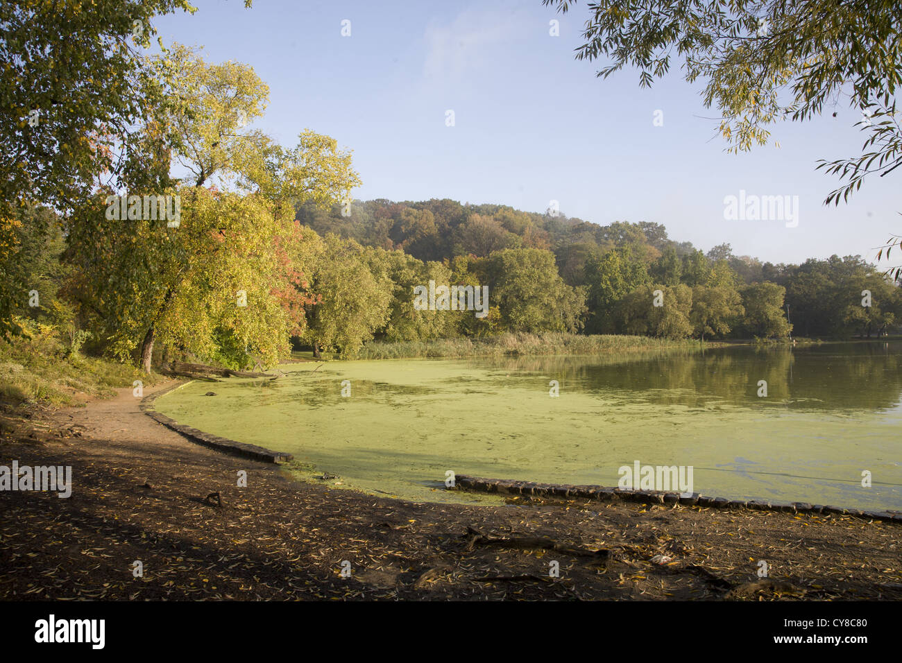 Mattina Lungo Prospect Park Lake ricoperte di alghe in autunno: Brooklyn, New York. Foto Stock