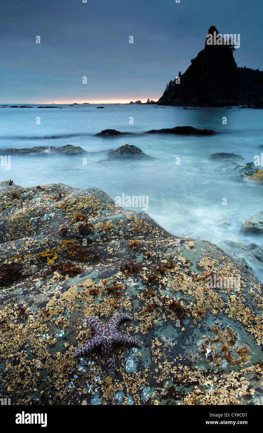 Seastar e stack del mare al tramonto, Rialto Beach, Parco Nazionale di Olympic, nello Stato di Washington, USA Foto Stock